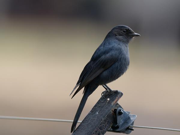 <h3><a href="/trips/safari/biota/animalia/chordata/aves/040 passeriformes/108 muscicapidae/melaenornis pammelaina/melaenornis pammelaina-en.html">Melaenornis&nbsp;pammelaina</a> / Southern&nbsp;black&nbsp;flycatcher / Kaapse&nbsp;drongovliegenvanger</h3>OM-1 Mark II with OLYMPUS M.300mm F4.0, 1/2000 sec at F4.0, ISO 1600, distance 4.67&nbsp;m